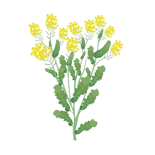 rapeseed